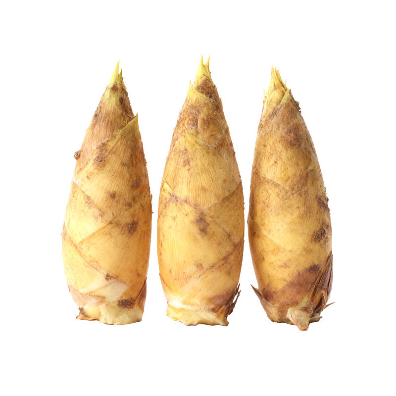 湖南冬笋炎陵农家现挖高山新鲜冬笋 野生黄泥楠竹笋蔬菜产地直发