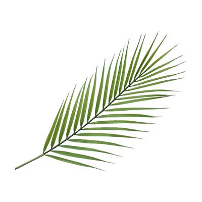 仿真散尾叶北欧ins绿植