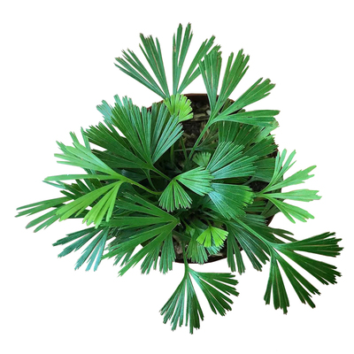 耐阴室内蕨类观叶盆栽