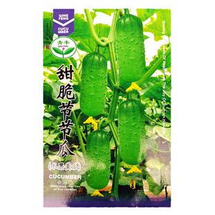 旱黄瓜种子苗籽种青瓜老四季水果大全秧老蔬菜种籽孑小秧苗秋幼苗