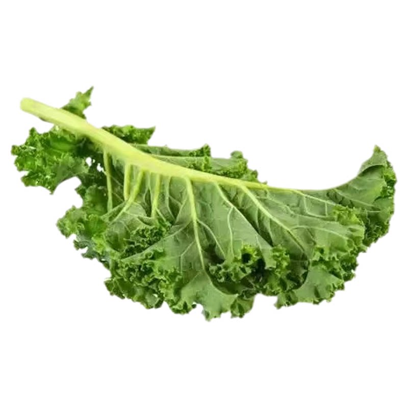 食用羽衣甘蓝种子沙拉菜四季耐寒盆栽阳台蔬菜种籽