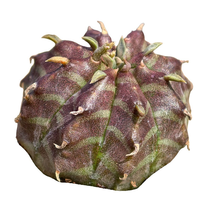 实生法丽达大戟多肉植物阳台好养