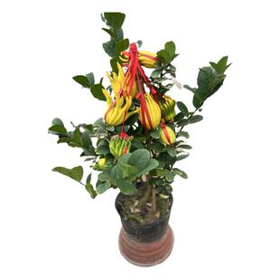 金佛手树苗盆栽带果金华佛手柑大果盆景植物办公室阳台庭院绿植