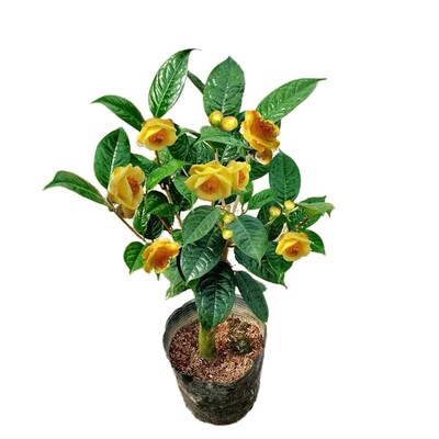 防城金花茶庭院阳台冬季观赏泡茶