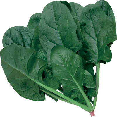 老品种红根菠菜种子四季