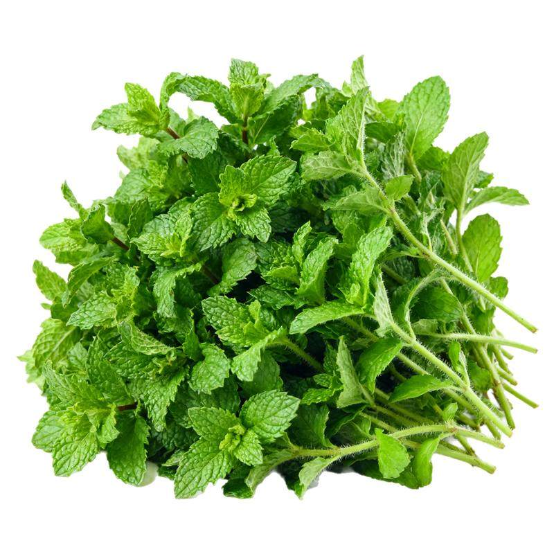 老品种驱蚊可食用薄荷四季飘香