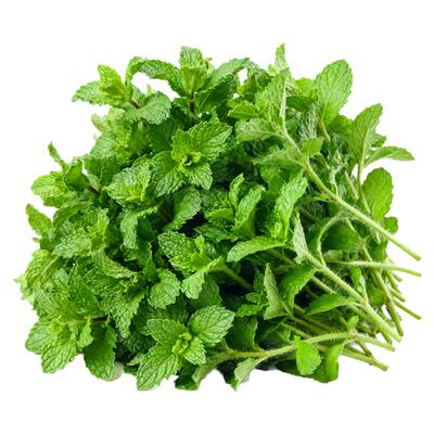 老品种驱蚊可食用薄荷四季飘香