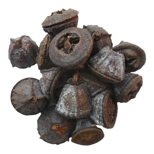 蜜袋鼯桉树果桉树叶蜜袋鼯磨牙零食解闷自嗨玩具