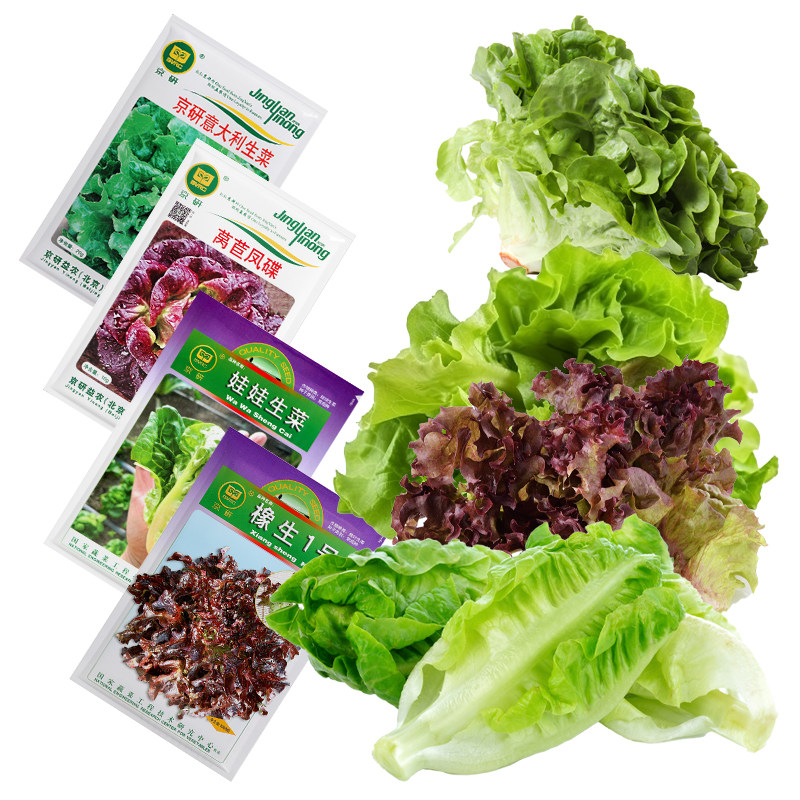 农科院生菜种子罗马直立沙拉菜莴苣玻璃球生菜紫红水培菜蔬菜籽孑