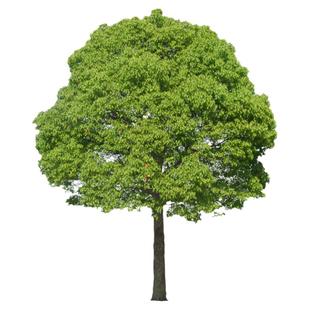 香樟树苗大树大小叶驱蚊防虫四季常青南北方耐寒大型工程绿化苗木