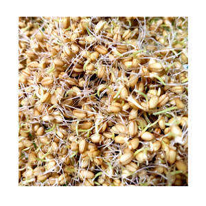 天然晒干小麦芽做麦芽糖泡茶补硒富硒中药材硒麦芽大麦熬糖生胚芽