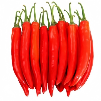 【特辣爆辣】云南现摘小米辣鲜椒特辣新鲜魔鬼辣椒朝天椒整箱批发