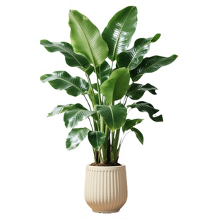 天堂鸟绿植室内办公室客厅大型植物盆栽高级感落地大号好养真花