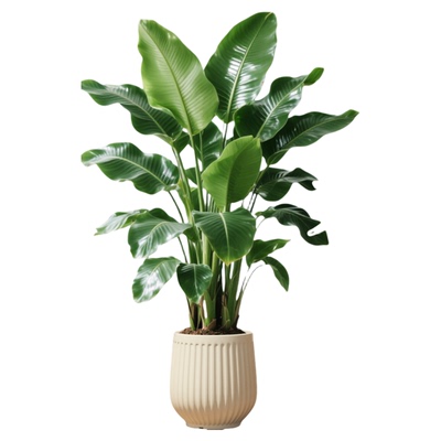 天堂鸟客厅大盆栽【顺丰包邮】