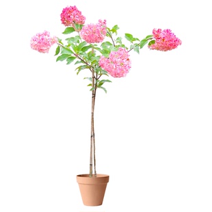 海蒂的花园圆锥绣球夏日美人石灰灯棒棒糖地栽植物北方耐寒花卉