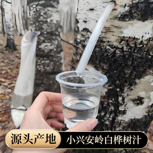 小兴安岭伊春原产野生白桦树汁原液未加工白桦水原汁现采集现发货
