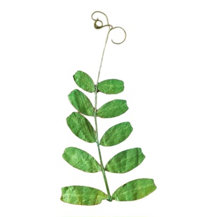 ins风押花植物麻豆叶绿色标本diy押花画书签干花蜡烛书签婚礼请柬