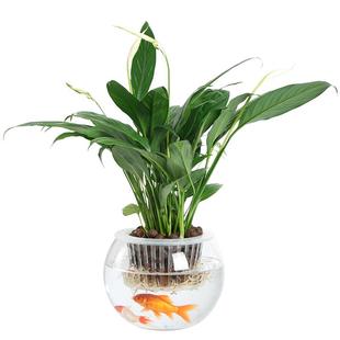 创意水培瓶植物透明玻璃花瓶容器绿萝花盆养花绿植缸水养摆件器皿