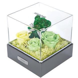 SEEROSE西罗斯永生花红绿色玫瑰苔藓小熊礼盒送女生表白生日礼物