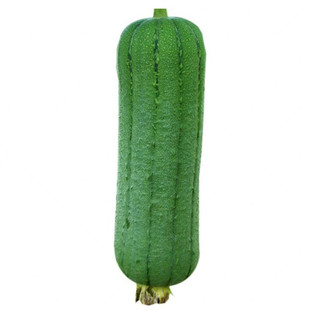 农杂九号肉丝瓜种子丝瓜种籽四季特大春早熟农家丝瓜蔬菜丝瓜种孑