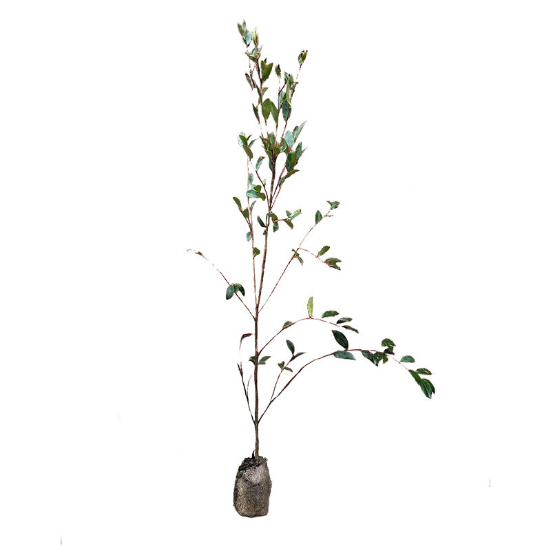 高产嫁接油茶大土杯苗白花大果