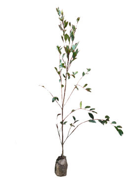 高产嫁接油茶大土杯苗白花大果