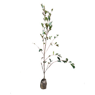 大土杯苗高产嫁接油茶苗茶子树山茶油树苗杂交品种白花大果高成活