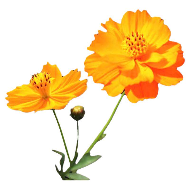 硫化菊种子黄波斯菊花种子黄秋英花籽 硫华菊种子四季易种 耐贫瘠