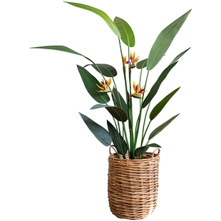 掬涵大型天堂鸟仿真绿植盆栽鹤望兰芭蕉仿生盆景室内装饰假树大树