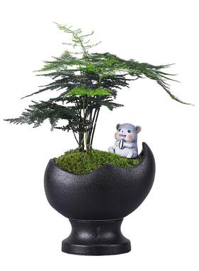 富贵竹清香木盆栽驱蚊植物懒人自动吸水盆景桌面绿植室内好养易活