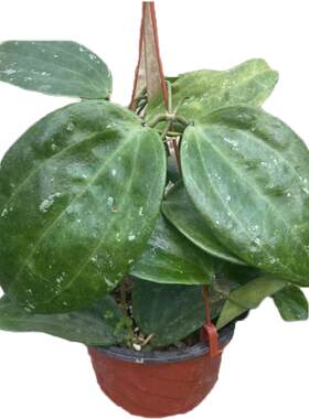 球兰草本花卉阳台办公室