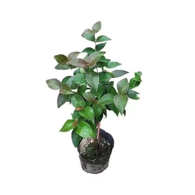 水果树苗 巴西红果仔苗 灯笼果树苗 盆栽庭院地栽实生苗 番樱桃苗