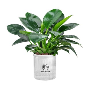 精品金钻盆栽植物绿公主水培绿植吸高颜值防辐射室内多肉四季好养