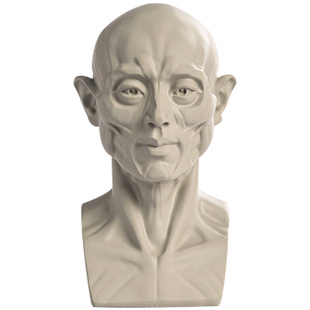 出神入画头头是道素描头像教具米隆石膏像头骨模型雕塑美术教具