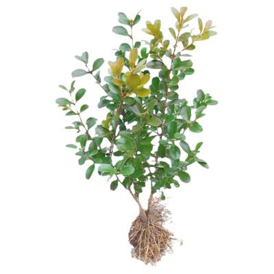 黄杨树苗小叶瓜子黄杨苗绿化苗庭院绿篱树苗四季常青黄杨球冬青苗