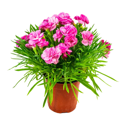 康乃馨花种子四季可种发芽率高