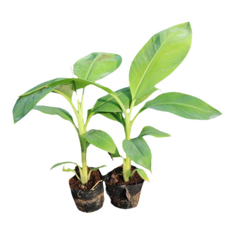 香蕉树苗南方四季苹果蕉安南蕉粉蕉中蕉小米蕉红皮矮化芭蕉盆栽