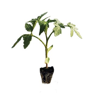 砧木种子 番茄专用砧木种籽 抗青枯 根腐病 枯萎黄萎病抗死棵种孑