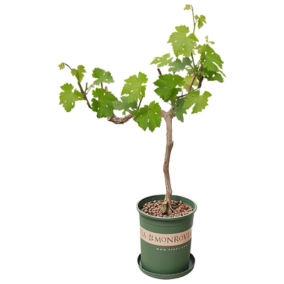 寒香蜜葡萄树苗庭院果树