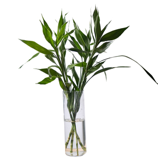 富贵竹水培植物鲜花插花客厅招财转运家用云南鲜花基地直发富贵竹