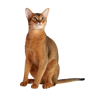 阿比西尼亚猫品相鉴定估价阿比鉴定师鉴别猫阿比原始色蓝色小鹿色