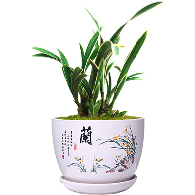 花苞绿植带花苞好养盆栽建兰