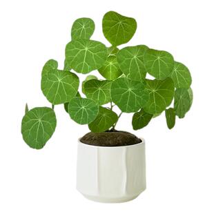 红藤山乌龟种球爬藤植物盆栽室内客厅水培土培好养活四季观叶绿植