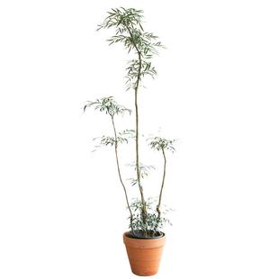 十大功劳绿植室内中古禅意茶室造景造型老桩客厅大型植物盆栽细叶