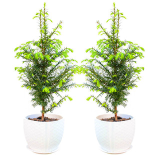 正宗南方红豆杉盆栽绿植物阳台室内除甲醛客厅庭抗旱耐寒四季常青