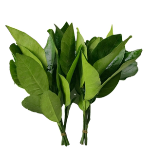 新鲜柚子叶现摘过年洗澡柚子叶去尘纳福转好运去晦气专用柚子叶