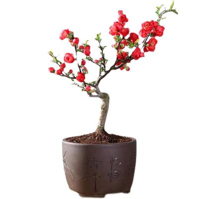 长寿冠海棠精品老庄带花苞