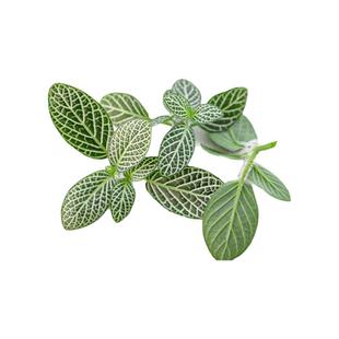 新鲜绿网纹草20朵 餐厅大厨冷盘装饰植物 烘焙装饰叶酒店菜品摆盘