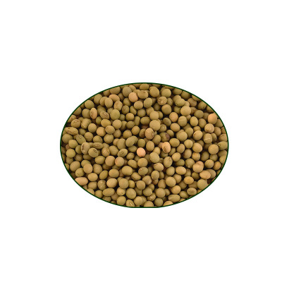【九月鲜】晚熟毛豆种子大粒高产鲜食菜用毛豆大荚重阳豆蔬菜种孑