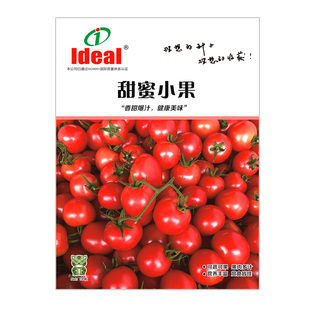 番茄种子老品种沙瓤大番茄毛粉番茄大粉番茄农家庭院园艺种植种子